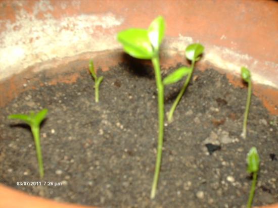 ou planter un citronnier
